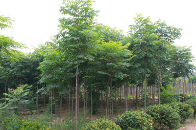 百草園苗木銷(xiāo)售中心 供應(yīng)優(yōu)質(zhì)6m欒樹(shù) 防護(hù)樹(shù) 優(yōu)質(zhì)欒樹(shù) 行道樹(shù) 欒樹(shù)苗 綠化苗木 欒樹(shù)供應(yīng) 欒樹(shù)價(jià)格圖片_高清圖_細(xì)節(jié)圖-沭陽(yáng)縣百草園苗木銷(xiāo)售中心