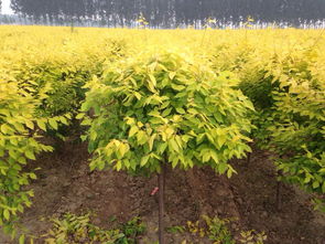 2016年苗木行業(yè)苗木彩化發(fā)展趨勢