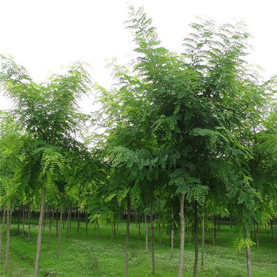 基地直銷(xiāo)優(yōu)質(zhì)國(guó)槐 綠化景觀苗木 國(guó)槐小苗批發(fā) 優(yōu)質(zhì)綠化苗 可實(shí)地看苗 禾禾苗木圖片_高清圖_細(xì)節(jié)圖-泰安市岱岳區(qū)禾禾苗木專(zhuān)業(yè)合作社