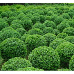 青州綠化苗木 青州黃樓慶昌苗木基地