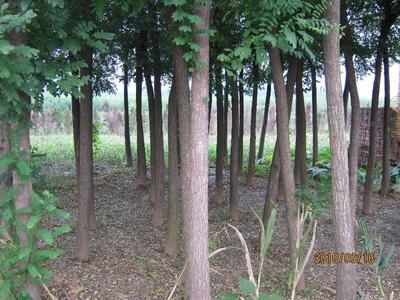 河南省鄢陵縣大馬鄉(xiāng)萬畝苗木基地