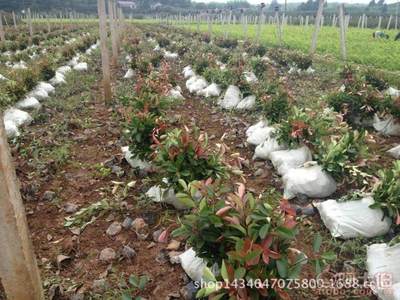 【紅葉石楠工程采購(gòu)園林采購(gòu)苗木采購(gòu)園林廠家直銷】杭州蕭山新街恒露樹木經(jīng)營(yíng)部 - 產(chǎn)品庫(kù)