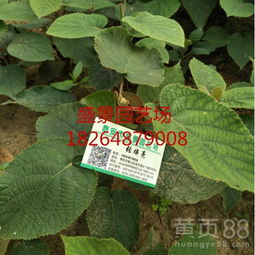 【吉林紅陽(yáng)獼猴桃樹苗品種】- 