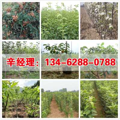 2022 洛陽(yáng)1公分蘋果樹苗苗圃在哪 集團(tuán)股份