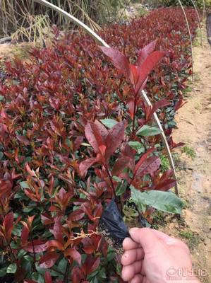 【綠化灌木紅葉石楠袋苗銷售、質優(yōu)價廉】綠化苗木,價格,廠家,供應商,花木,龍海市東泗興輝園藝場 - 產品庫
