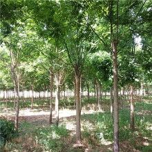 2020綠化苗木價(jià)格 報(bào)價(jià) 綠化苗木批發(fā) 第6頁(yè) 園林網(wǎng)