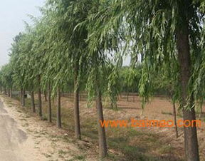 綠景供應河北苗木,綠景供應河北苗木生產廠家,綠景供應河北苗木價格