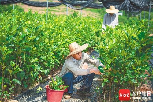 如何應對新挑戰 如何把握新機遇 如何加快轉型升級 海墾 三問 謀發展