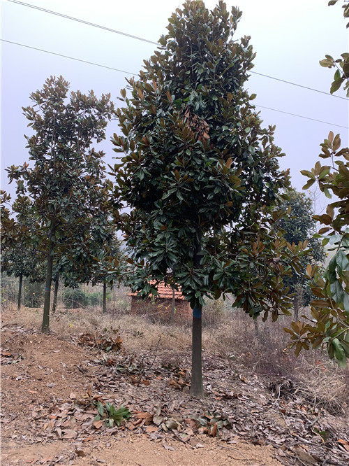 河南新鄉(xiāng)長垣廣玉蘭河南苗木