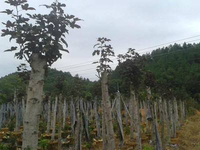 多措并舉 積極探索福祿紫楓苗木繁育新技術(shù)