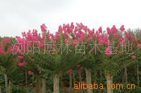 【綠化設(shè)計(jì)圖中的喬木與灌木之分】?jī)r(jià)格、產(chǎn)品供應(yīng),綠化設(shè)計(jì)圖中的喬木與灌木之分廠家批發(fā)-1024商務(wù)網(wǎng)