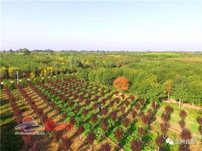 一場(chǎng)全國(guó)盛會(huì)相約定州