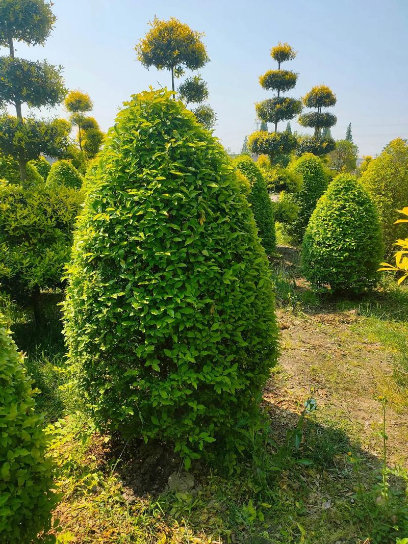 金冠女貞球,塔,柱型低價(jià)出售#現(xiàn)場(chǎng)實(shí)拍 #苗木種植基地 #歡