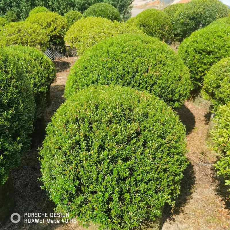 小葉赤楠專場(p50-180)#庭院景觀 #苗木采購 #容器