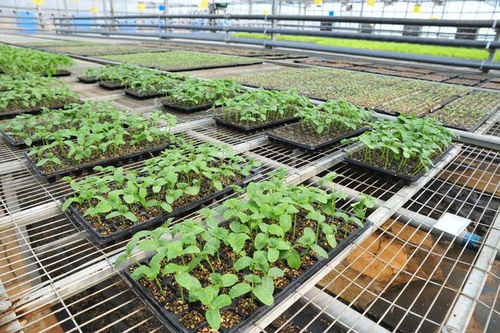 延慶現代化育苗工廠助力保障蔬菜穩定供應