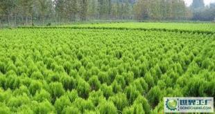 苗木-花木、柏球、花柏球、蜀檜球、大葉黃楊_農副產品_世界工廠網中國產品信息庫