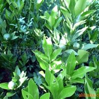 核桃苗,梨苗,獼猴桃苗四川 廣元 蒼溪蒼溪縣常生苗木藥材開發(fā)有限責任公司產(chǎn)品供應(yīng)第1頁