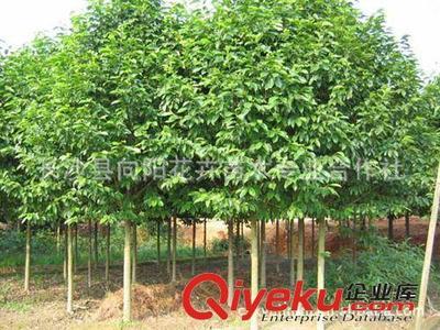 喬木-現貨批量供應出售8-18公分優質樂昌含笑 求購樂昌含笑圖片|喬木-現貨批量供應出售8-18公分優質樂昌含笑 求購樂昌含笑產品圖片由長沙縣向陽花卉苗木專業合作社公司生產提供-