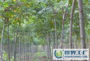 白臘樹苗,白臘,白臘苗木_農(nóng)副產(chǎn)品_世界工廠網(wǎng)中國產(chǎn)品信息庫