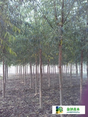 旱柳是什么---供應旱柳---旱柳規(guī)格_河北保定博野金澤綠化苗木基地_商國互聯(lián)網(wǎng)