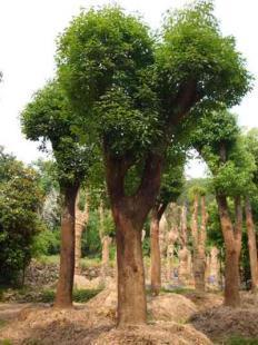 福建大小規(guī)格優(yōu)質地栽、移栽香樟樹苗木銷售 13695986111 王先生_農(nóng)副產(chǎn)品_世界工廠網(wǎng)中國產(chǎn)品信息庫