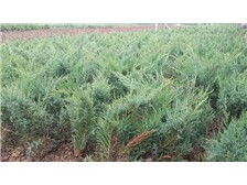 河北省定州市建衛(wèi)苗圃產(chǎn)品展示