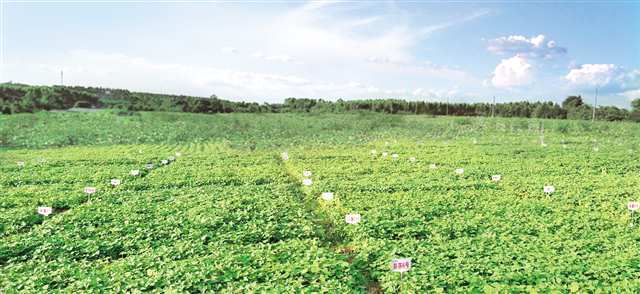 小紅薯長(zhǎng)成富民大產(chǎn)業(yè) 彭水 把資源優(yōu)勢(shì)轉(zhuǎn)為產(chǎn)業(yè)優(yōu)勢(shì) 傾力打造 中國(guó)苕粉之都