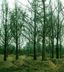 苗木供應信息 - 中國花木資訊網 | 園林苗木報價、供求信息與花木行情分析