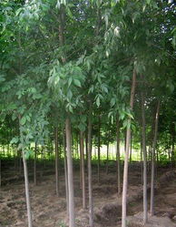 濟(jì)寧李營白蠟 苗木產(chǎn)業(yè)的璀璨明珠