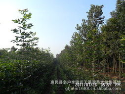 惠民縣皂戶李鎮(zhèn)藍(lán)天景觀苗木銷售基地 綠化苗木產(chǎn)品與花卉種植指南